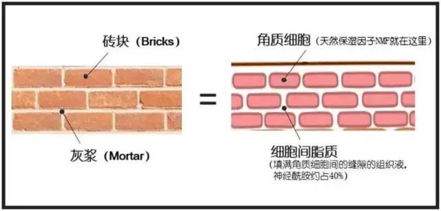 化妆品,皮肤,保湿,皮肤干燥,成分,角质层