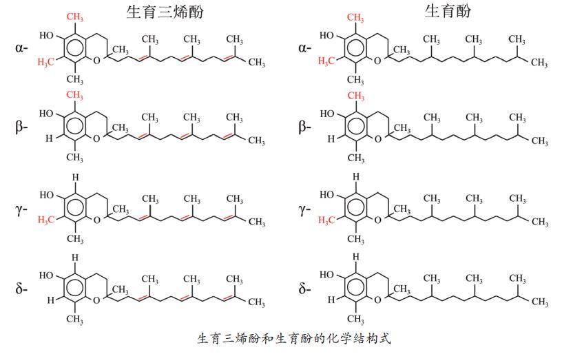 皮肤,抗氧化系统,抗氧化剂,化妆品